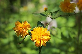 鮮花,綠色,黃色