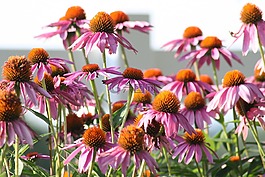 鮮花,錐花,自然