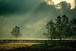 自然,樹,景觀