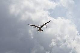 動(dòng)物,天空,云