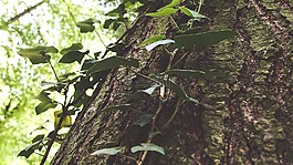 樹皮,登山者,森林
