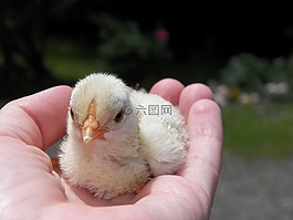 小雞,雞,農(nóng)業(yè)