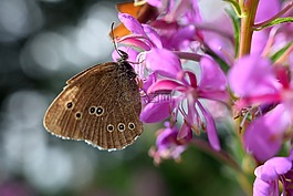 蝴蝶,開(kāi)花,性質(zhì)