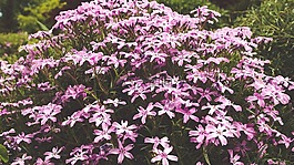 盛開,開花,植物區(qū)系