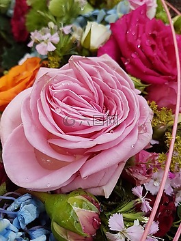 花,玫瑰,花瓣