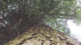 樹皮,森林,低角度拍攝