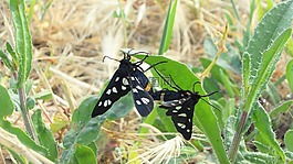蝴蝶,配對,對