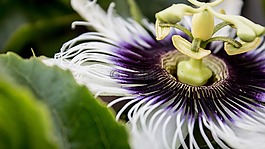 花,自然,模糊