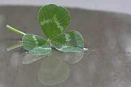 四葉三葉草,克萊,綠色