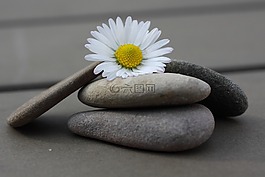 石頭,雛菊,關閉