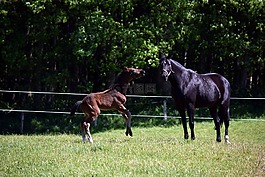 馬,駒,牧場