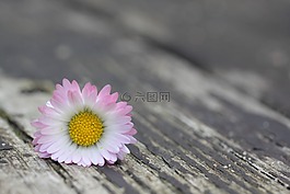 關(guān)閉,雛菊,花