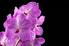 花,性質(zhì),蘭花