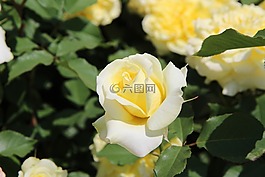 黃色,玫瑰,鮮花