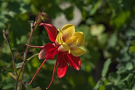 花,科伦,花瓣
