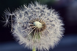 蒲公英,白,植物