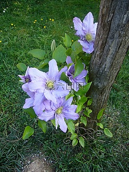 花,鐵線蓮,花園