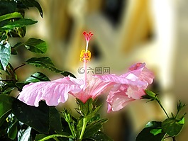 芙蓉,花,粉紅色