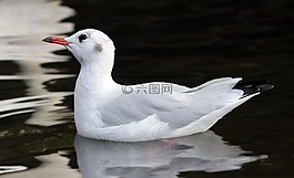 海鷗,鳥,水禽