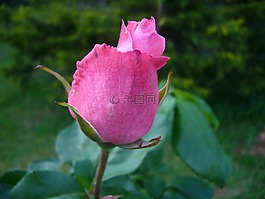 粉色,花,花園