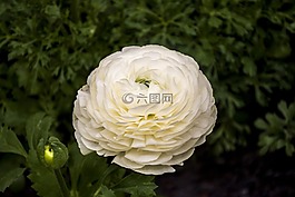 花卉,性質(zhì),植物