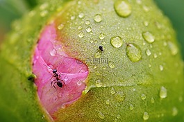 牡丹,芽,螞蟻