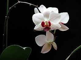 鮮花,大自然,蘭花