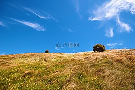 背景,風(fēng)景,草原