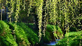 樹,綠色,草