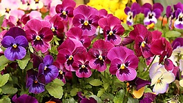 潘茜,花,春天