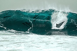 海豚,海,波