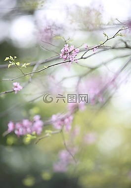 粉紅色,開花,自然