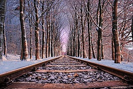 鐵路,路,樹