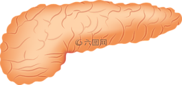 胰腺,器官,解剖