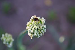舉報者,花卉,宏
