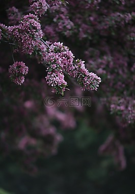 粉紅色,開花,自然