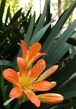 花,性質(zhì),橙色