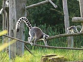 環(huán)尾狐猴,狐猴,馬達加斯加