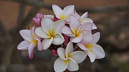花,占城,占婆白色