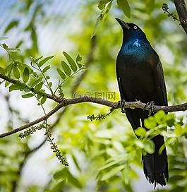 動物,動物攝影,鳥