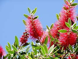 红千层,澳大利亚,bottlebrush