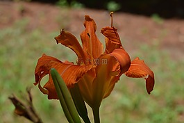 黃花菜,花,橙色