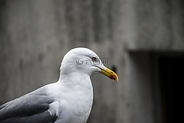 鳥類,性質(zhì),鳥