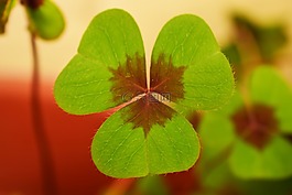三葉草,植物,性質(zhì)