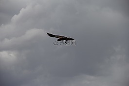 烏鴉,鳥,天空