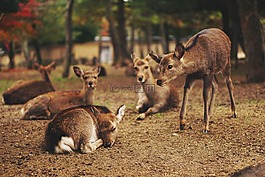 鹿,動物,野生動物