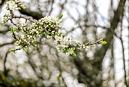 櫻花,開(kāi)花,白