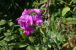 蘭花,野生花卉,野生