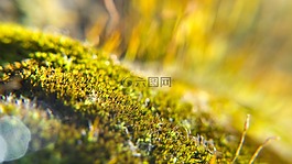 苔,特寫,光