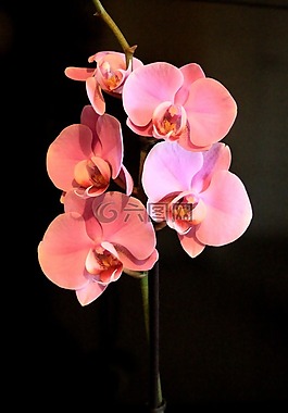 粉紅色,花瓣,自然